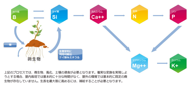 生化学的シーケンシング